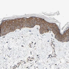 Immunohistochemical staining of human skin shows strong cytoplasmic granular positivity in squamous epithelial cells.