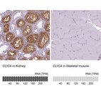 Anti-CLIC4 Antibody