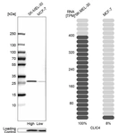 Western blot analysis in human cell lines SK-MEL-30 and MCF-7 using Anti-CLIC4 antibody. Corresponding CLIC4 RNA-seq data are presented for the same cell lines. Loading control: Anti-PFN1.