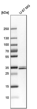 Western blot analysis in human cell line U-87 MG.