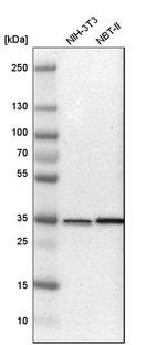 Western blot analysis in mouse cell line NIH-3T3 and rat cell line NBT-II.