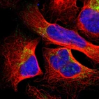 Immunofluorescent staining of human cell line U-2 OS shows localization to mitochondria.