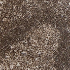 Immunohistochemical staining of human lymph node shows strong nuclear positivity in non-germinal center cells.