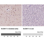 Anti-SLC6A17 Antibody