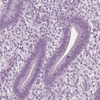Immunohistochemical staining of human endometrium shows no positivity in glandular cells as expected.