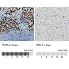 Anti-TRAF5 Antibody