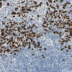 Immunohistochemical staining of human spleen shows high expression.
