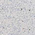 Anti-TRAF5 Antibody