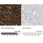 Anti-INA Antibody