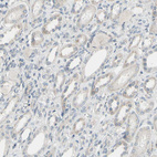 Anti-INA Antibody