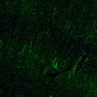 Immunofluorescence staining of mouse brain shows positivity in of in the cerebral cortex.