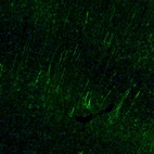 Immunofluorescence staining of mouse brain shows positivity in of in the cerebral cortex.