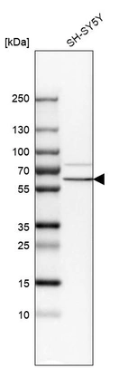 Western blot analysis in human cell line SH-SY5Y.
