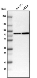 Anti-INA Antibody