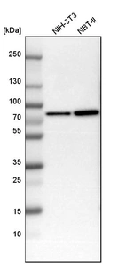 Western blot analysis in mouse cell line NIH-3T3 and rat cell line NBT-II.