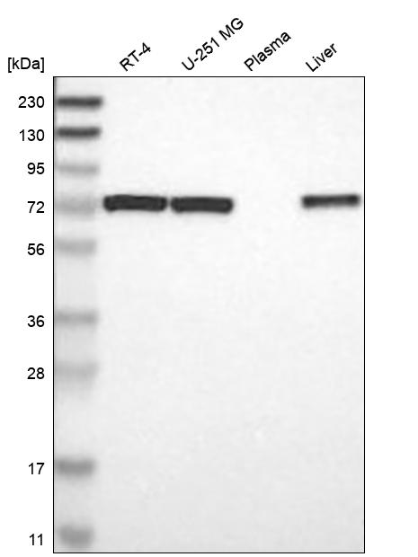 Anti-PDPK1 Antibody