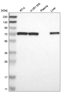 Anti-PDPK1 Antibody