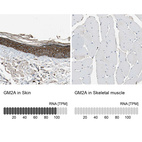 Anti-GM2A Antibody