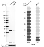 Western blot analysis in human cell lines SK-MEL-30 and MCF-7 using Anti-GM2A antibody. Corresponding GM2A RNA-seq data are presented for the same cell lines. Loading control: Anti-PFN1.
