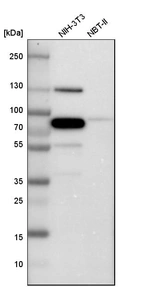 Western blot analysis in mouse cell line NIH-3T3 and rat cell line NBT-II.