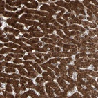 Anti-MTHFS Antibody