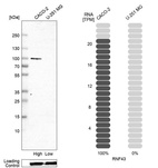 Western blot analysis in human cell lines Caco-2 and U-251MG using Anti-RNF43 antibody. Corresponding RNF43 RNA-seq data are presented for the same cell lines. Loading control: Anti-GAPDH.