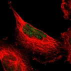 Immunofluorescent staining of human cell line U-251 MG shows localization to nucleus.