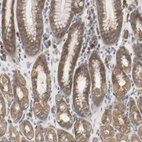 Anti-C3orf52 Antibody