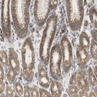 Anti-C3orf52 Antibody