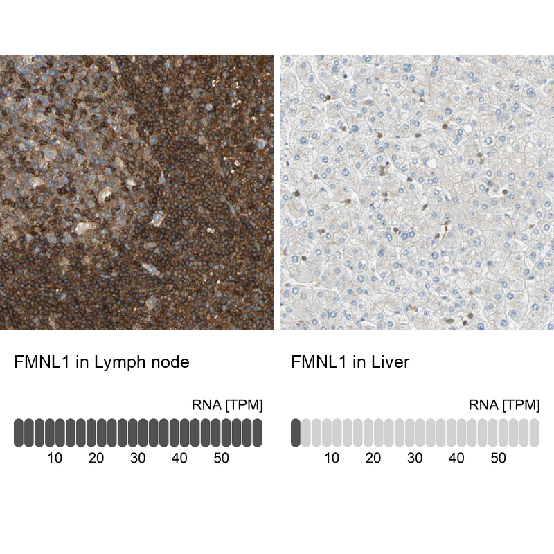 Anti-FMNL1 Antibody