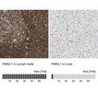 Anti-FMNL1 Antibody