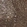 Anti-FMNL1 Antibody