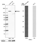 Western blot analysis in human cell lines U-251MG and PC-3 using Anti-FMNL1 antibody. Corresponding FMNL1 RNA-seq data are presented for the same cell lines. Loading control: Anti-PARP1.