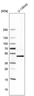 Western blot analysis in human cell line U-138MG.