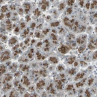 Immunohistochemical staining of human pancreas shows strong cytoplasmic positivity in exocrine glandular cells.