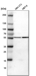 Western blot analysis in mouse cell line NIH-3T3 and rat cell line NBT-II.