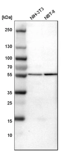 Western blot analysis in mouse cell line NIH-3T3 and rat cell line NBT-II.