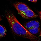 Immunofluorescent staining of human cell line U-2 OS shows localization to vesicles.