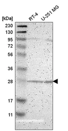 Anti-BNIP1 Antibody
