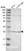 Anti-BNIP1 Antibody