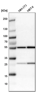Western blot analysis in mouse cell line NIH-3T3 and rat cell line NBT-II.