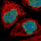 Immunofluorescent staining of human cell line A-431 shows localization to nuclear membrane.