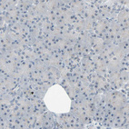 Immunohistochemical staining of human Pancreas shows no cytoplasmic positivity in exocrine glandular cells as expected.