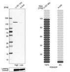 Anti-PDE4DIP Antibody