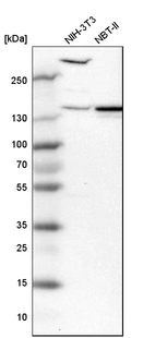 Western blot analysis in mouse cell line NIH-3T3 and rat cell line NBT-II.