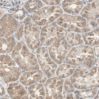 Immunohistochemical staining of human kidney shows moderate cytoplasmic positivity in cells in tubules.