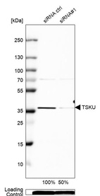 Western blot analysis in A-549 cells transfected with control siRNA, target specific siRNA probe #1, using Anti-TSKU antibody. Remaining relative intensity is presented. Loading control: Anti-PPIB.