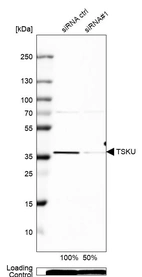 Western blot analysis in A-549 cells transfected with control siRNA, target specific siRNA probe #1, using Anti-TSKU antibody. Remaining relative intensity is presented. Loading control: Anti-PPIB.