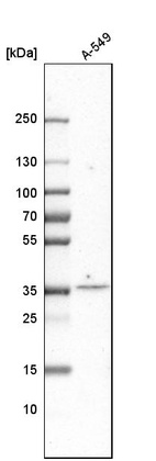 Western blot analysis in human cell line A-549.