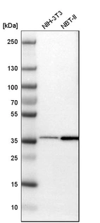 Western blot analysis in mouse cell line NIH-3T3 and rat cell line NBT-II.